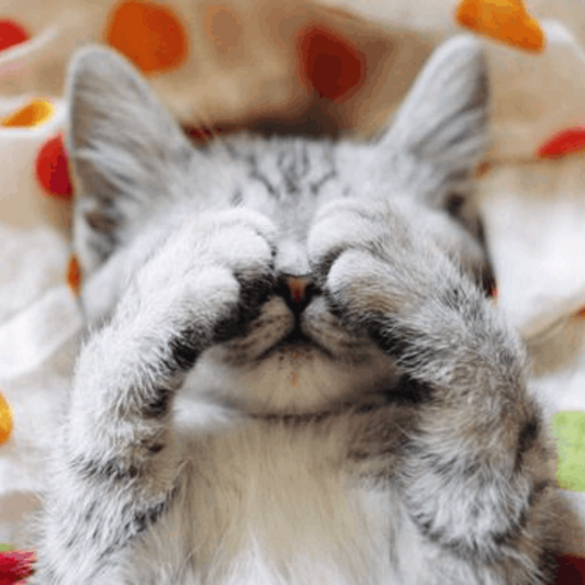 Do Cats Cry? What to Know and What to Do About a Crying Cat