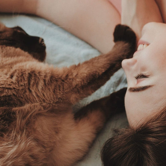 Kitten training tips for beginners!