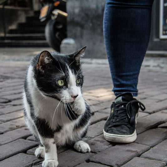 Can Cats Find Their Way Home If They Get Lost?