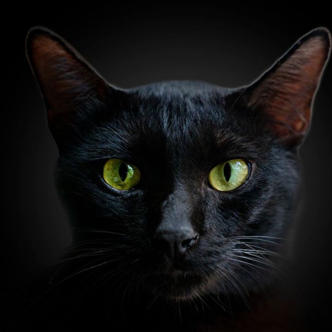 Can cats see at night?
