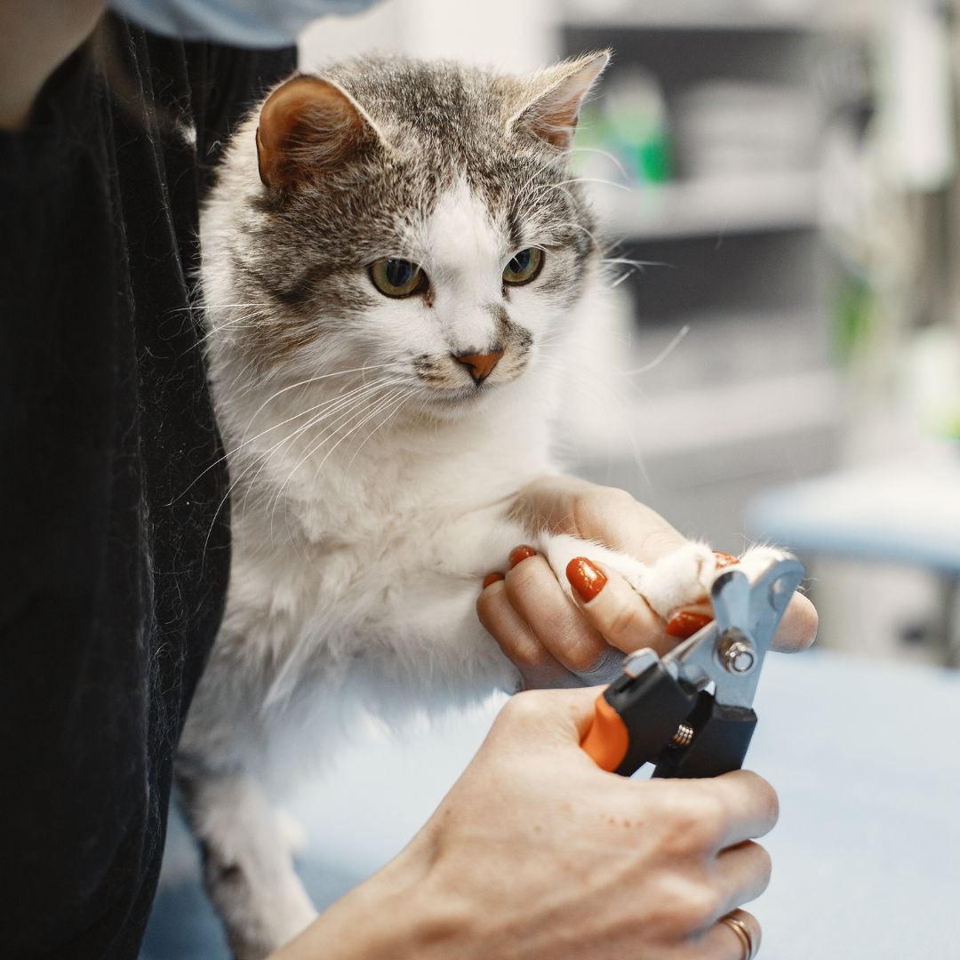 One-Minute Cat Grooming Hacks for Busy Owners