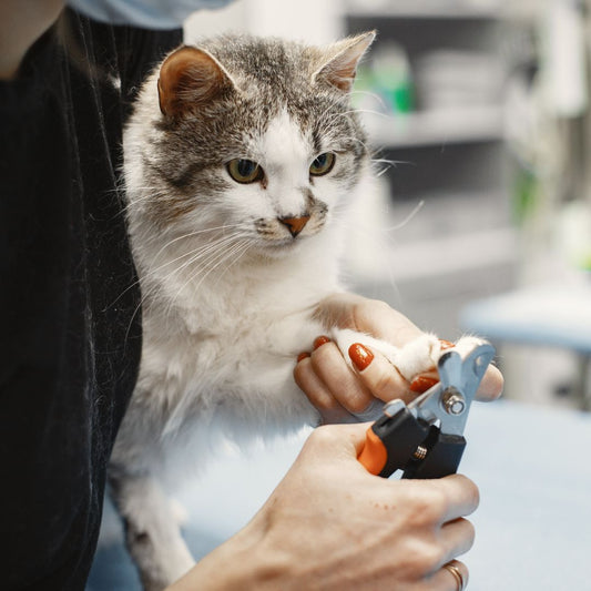 One-Minute Cat Grooming Hacks for Busy Owners