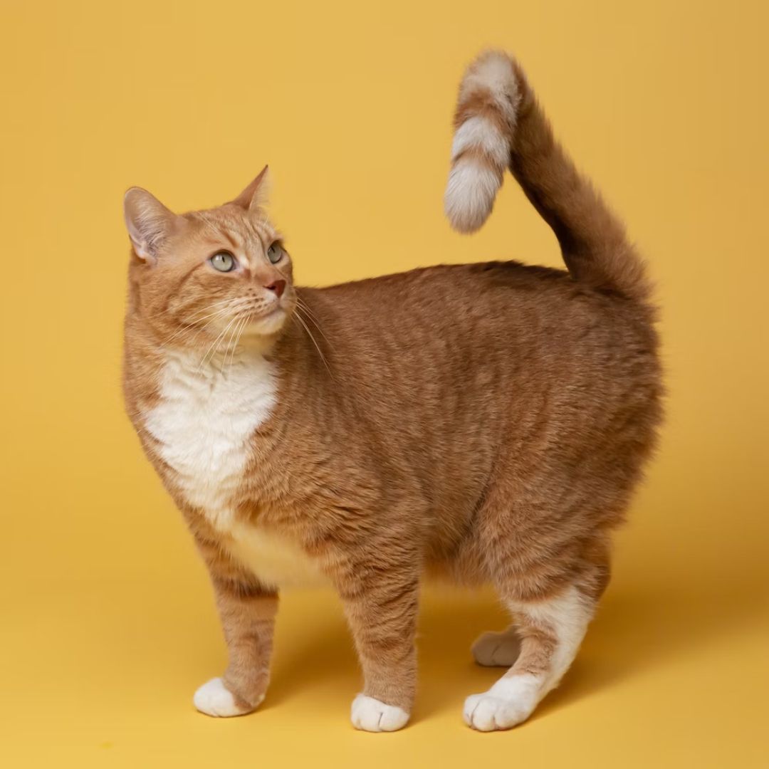 Why Does My Cat Fart On Me?