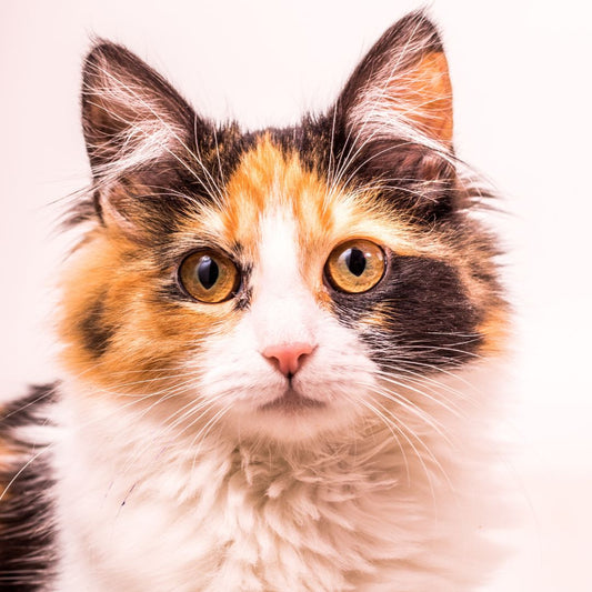 How to Deal with Cat Allergies as a Cat Owner.