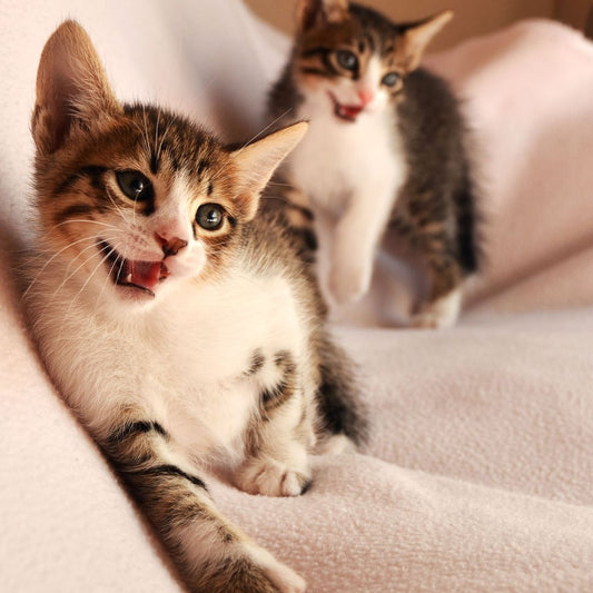 What Your Cat is Really Thinking