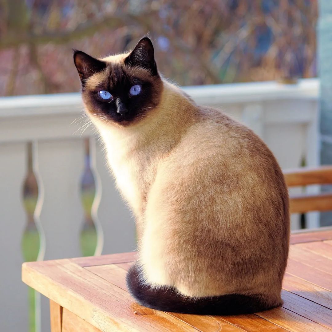 Famous Cat Names Inspired by Greek Mythology