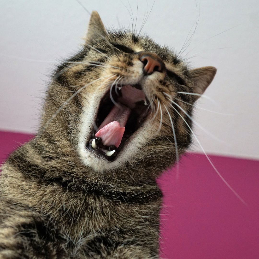 Understanding and Resolving Common Behavioral Problems in Cats