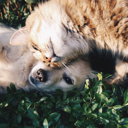 Do Cats Befriend Other Animals?