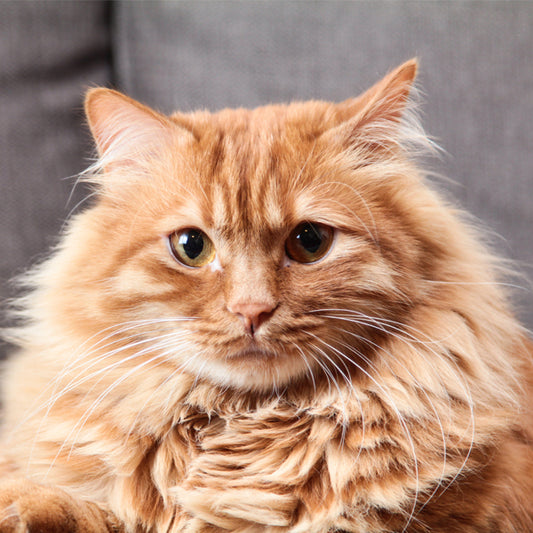 Things in your fridge that you can feed your cat and the ones you can’t.