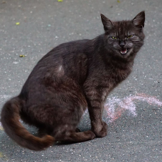Understanding Cat Hissing: Possible Explanations