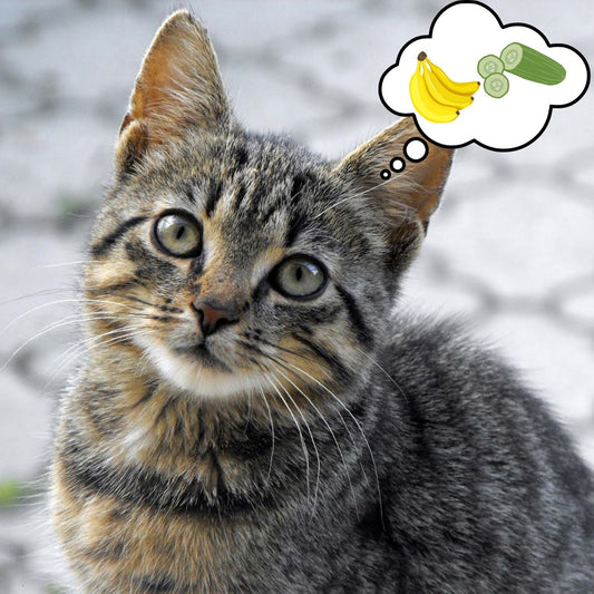 Why Are Cats Scared of Cucumbers and Bananas
