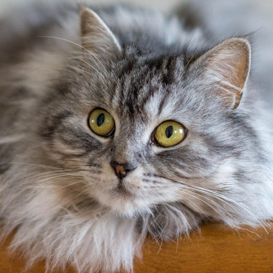 Does Your Cat Really Listen to You?