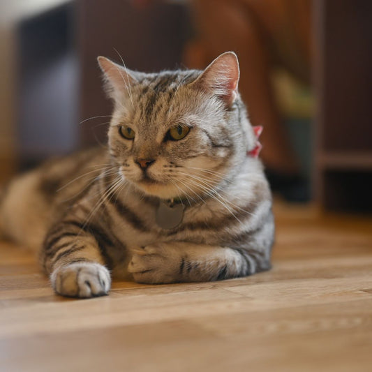 4 Reasons Why Cats Purr
