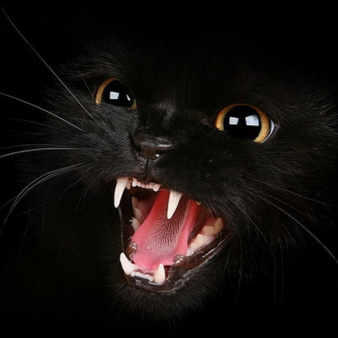 How To Deal With Aggression In Cats?
