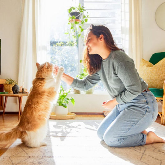 How To House Train And Communicate Better With Your Kitten