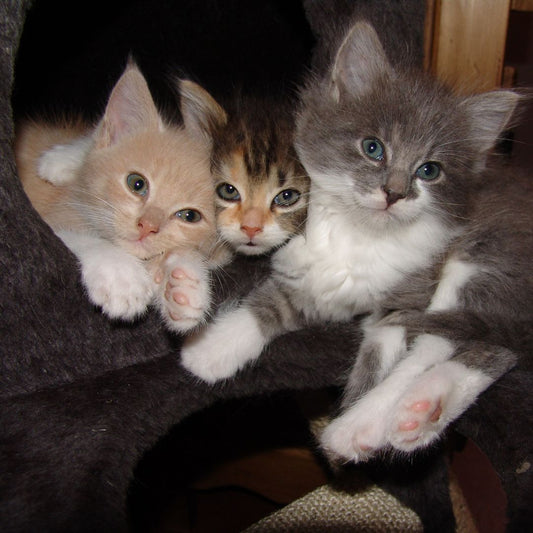 Hidden Meanings Behind Different Cat Fur Coat Colours