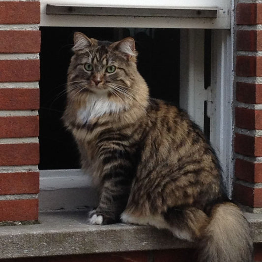 How to Keep Cats Out of a Room?