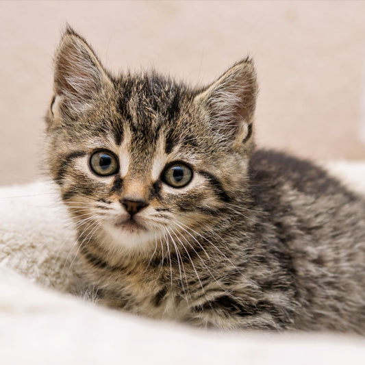 When Do Kittens Calm Down?