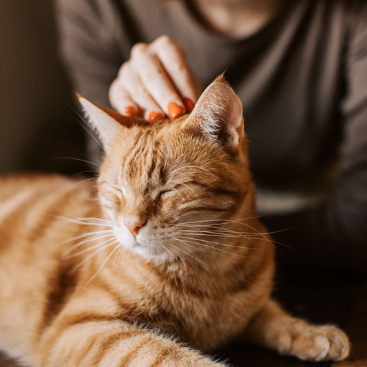 Why Do Cats Like Sleeping with Their Owners?