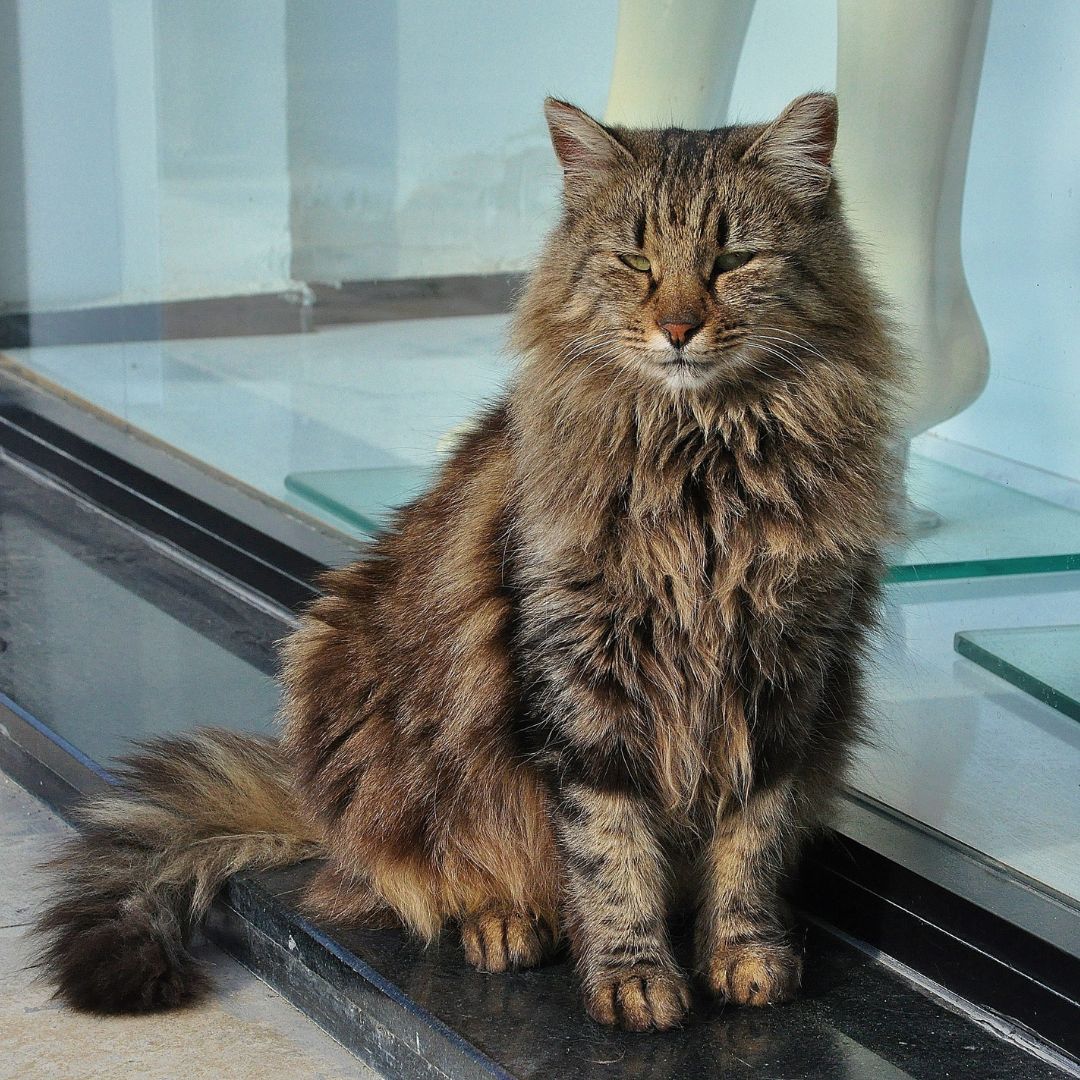 How to Protect Your Cat from Household Dangers