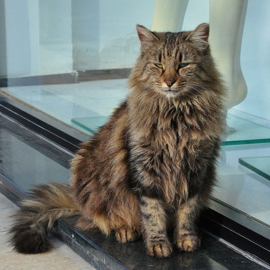 How to Protect Your Cat from Household Dangers