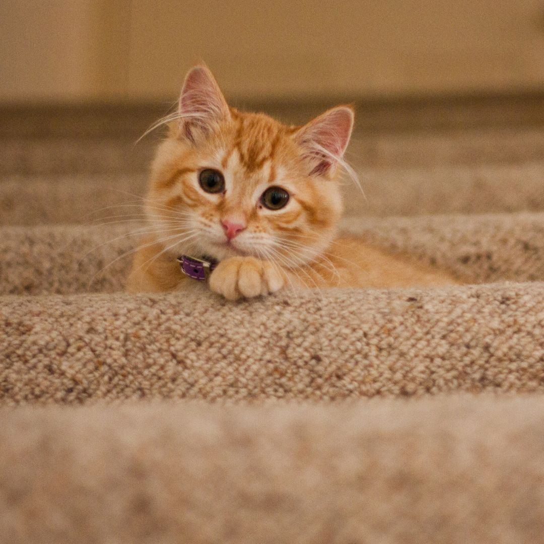 Reasons To Adopt An Adult Cat