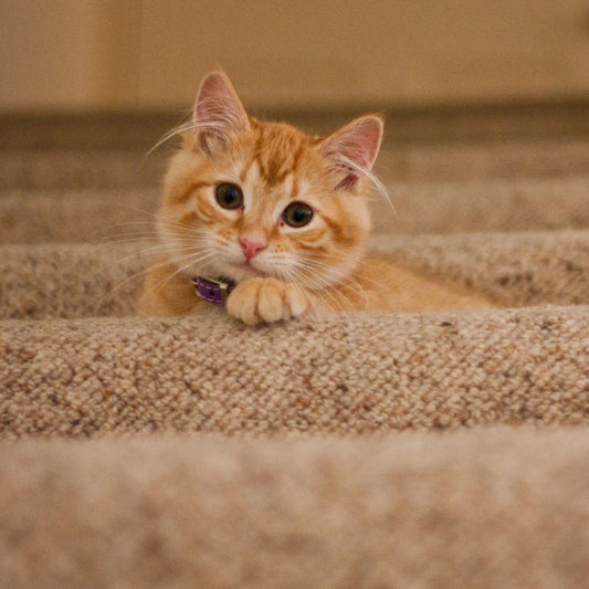 Reasons To Adopt An Adult Cat