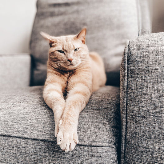 How To Keep my Cat's Hair Away From Couch Cushions