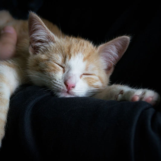 Cat Twitching In Sleep
