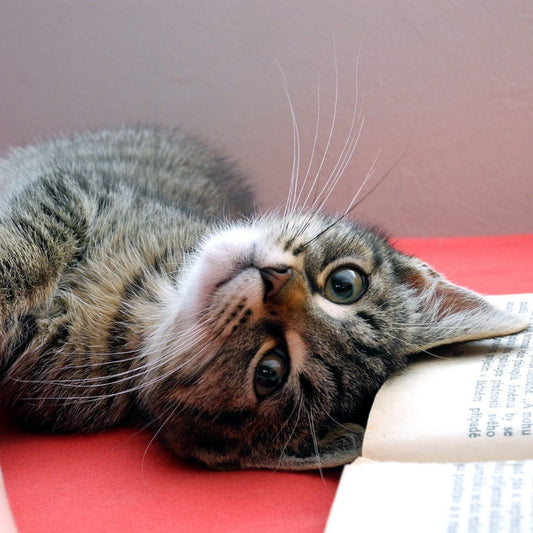 The Secret Life of Indoor Cats