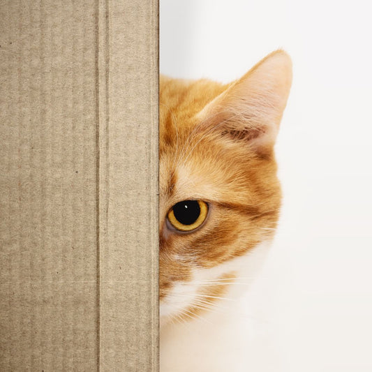 How to Satisfy a Cat’s Natural Instincts?