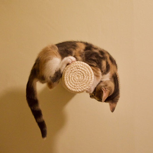 7 Reasons Why Do Cats Chase Their Tail