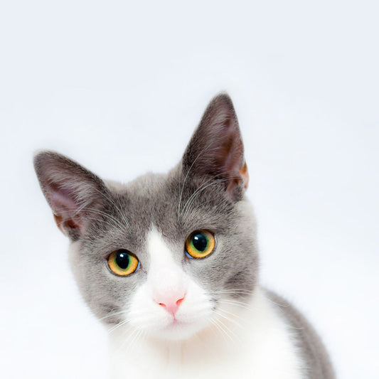 Why Do Cats’ Ears Move?