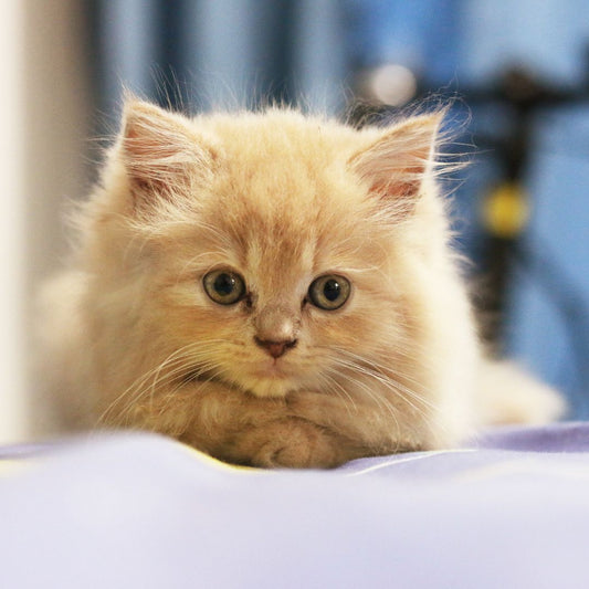 Is Overindulging Your Cats Harmful?