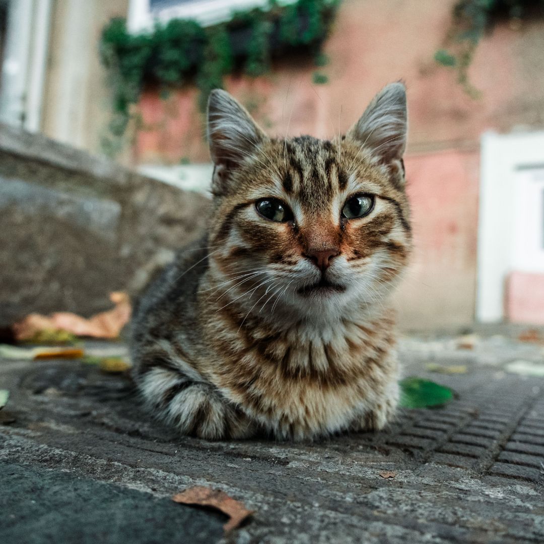 Why Does a Stray Cat Keep Coming To My House