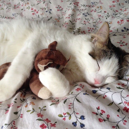 What Do Cats Do All Day? Cat Behavior Explained