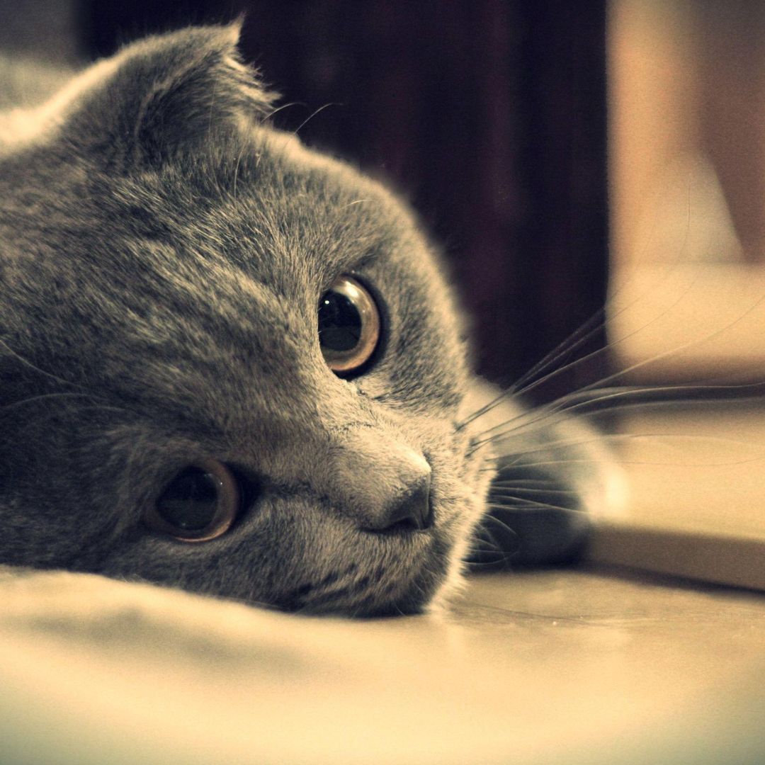 Does My Cat Miss Me When I'm Gone?