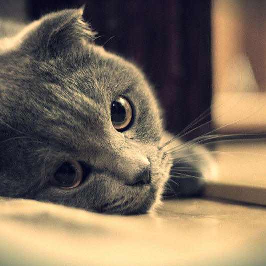 Does My Cat Miss Me When I'm Gone?