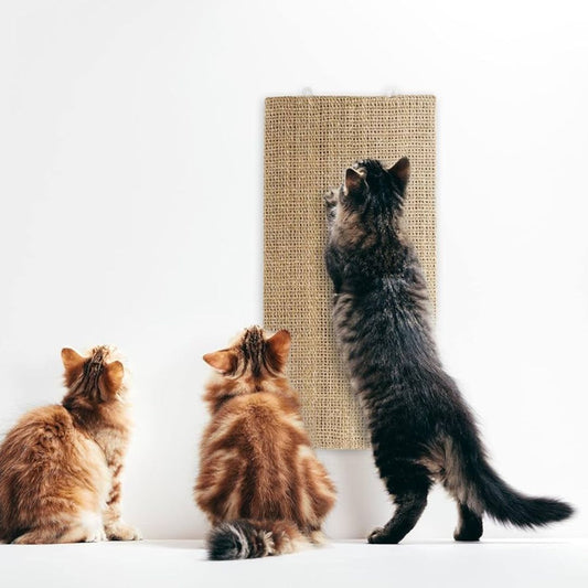 Why Does My Cat Scratch The Wall