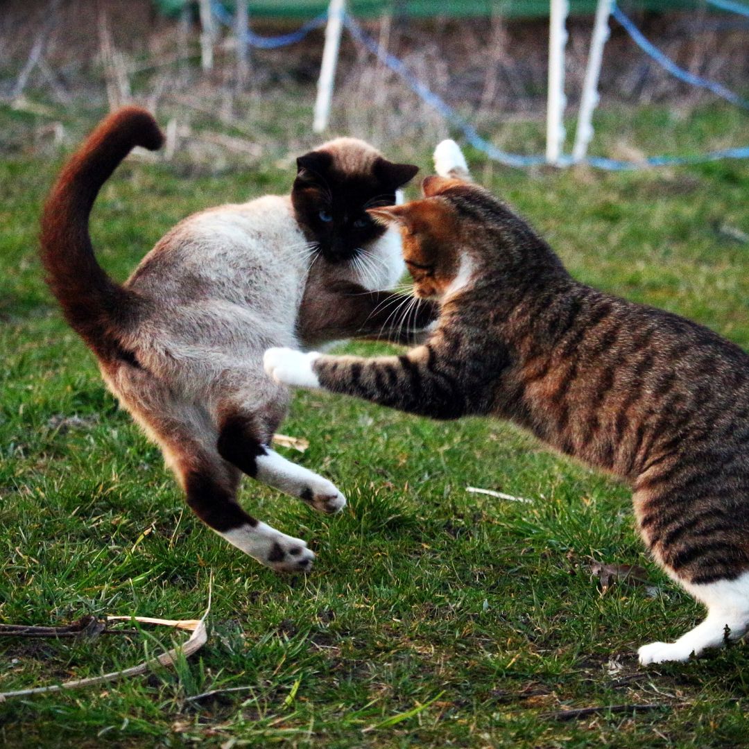 How To Stop My Cat From Bullying My Other Cat?