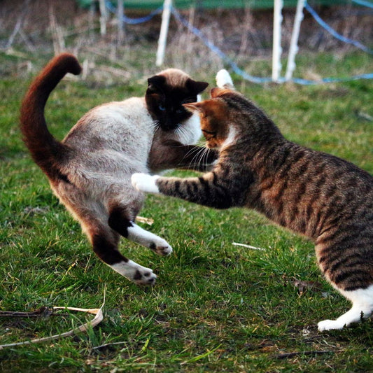 How To Stop My Cat From Bullying My Other Cat?