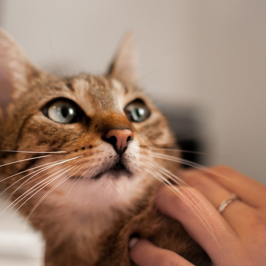 Beginner’s Guide to Getting a Cat