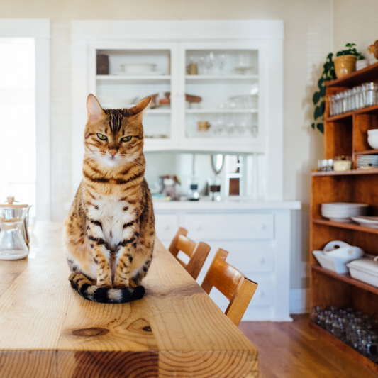 Why does my cat love to knock things over?