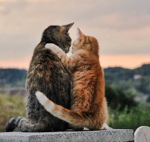 Introducing Kittens to Your Other Resident Cats