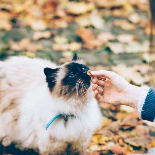 A Guide for the New Cat Owners