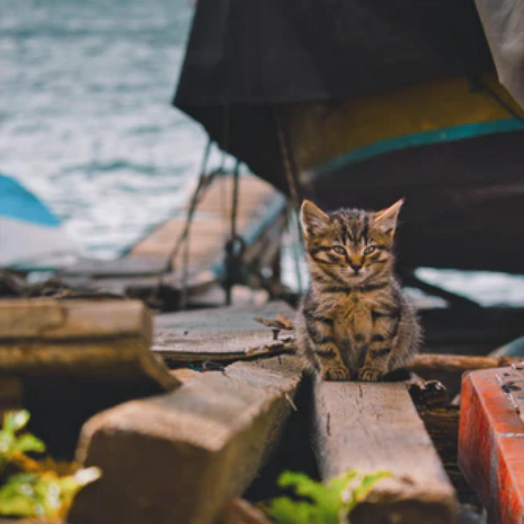 Found a Stray Kitten? Here’s What to Do...