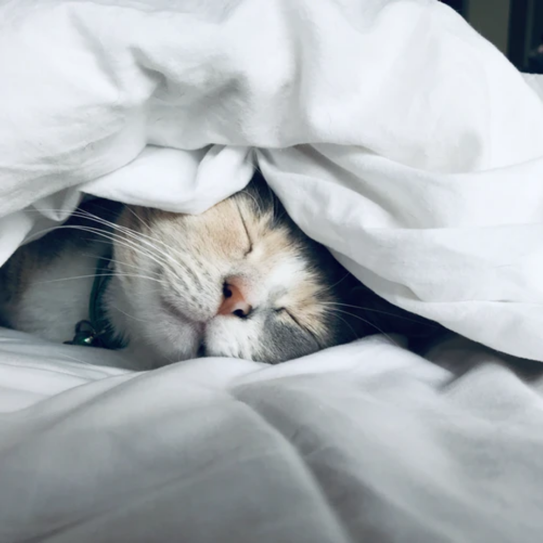When Do Kittens Open Their Eyes?