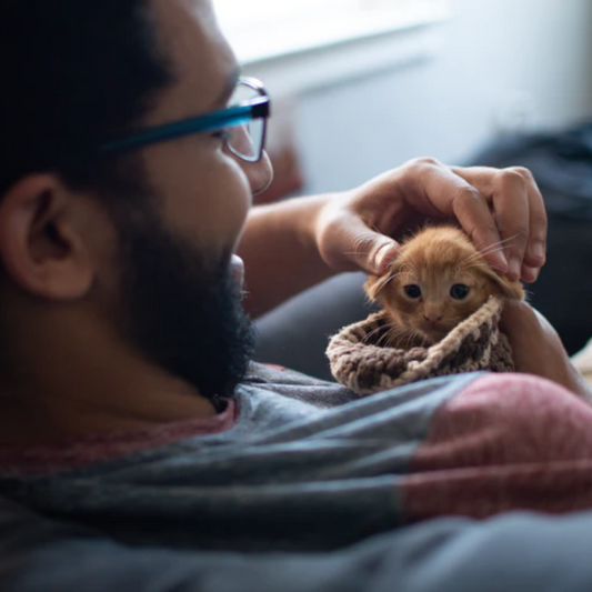 4 Questions to ask Yourself before Owning a Cat