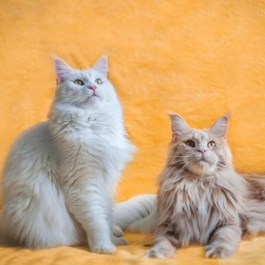 How Do You Determine a Cat’s Sex?