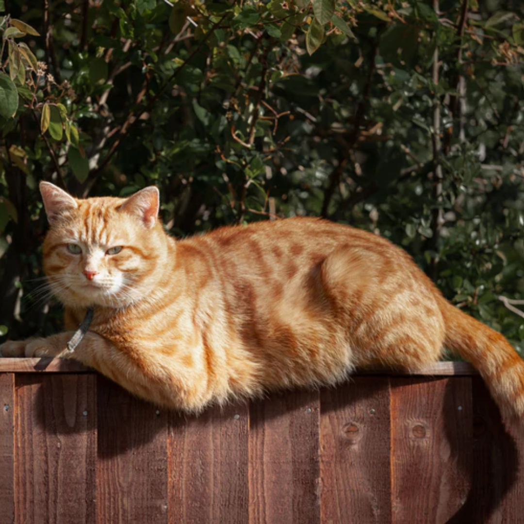 How to Keep Your Cat Active and Cool During the Summer?